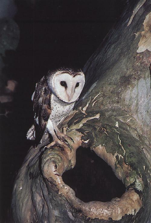 Australian barn owl-perching on tree hole.jpg