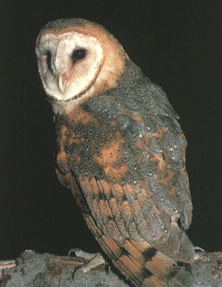 barn owl .jpg