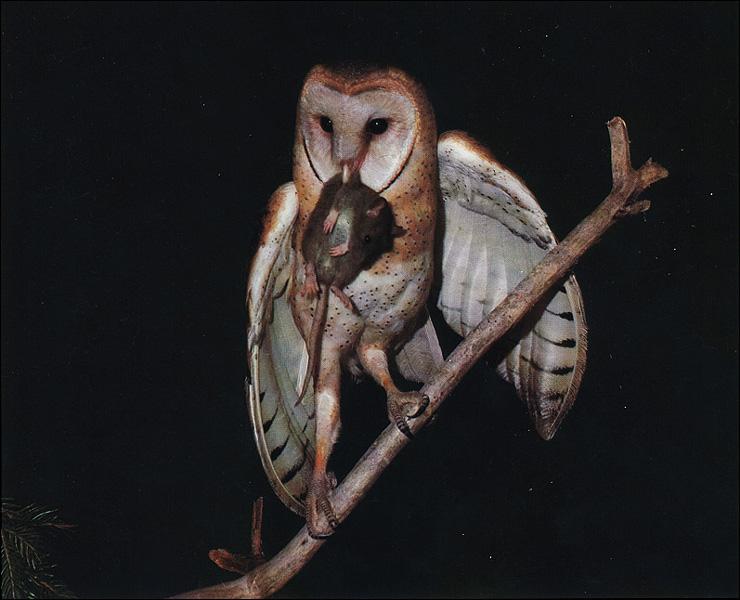 Barn Owl 05-Hunted a mouse-On Branch.jpg
