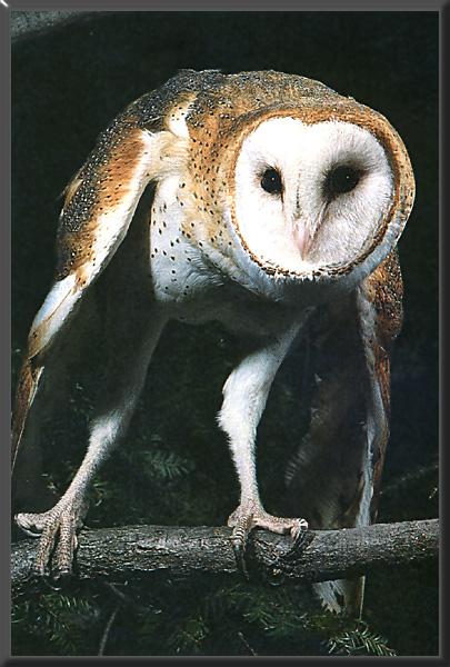 Barn Owl 06.jpg