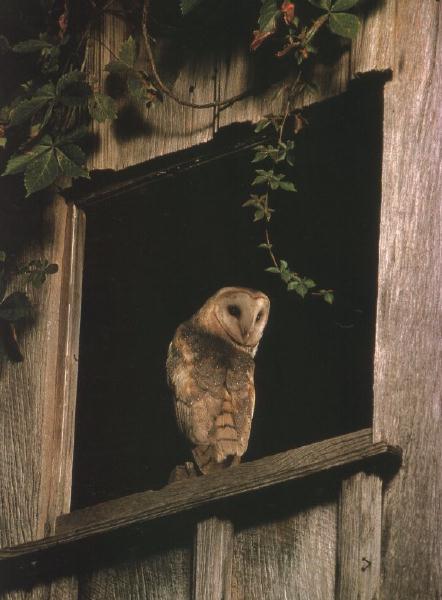 Barn Owl 00.jpg