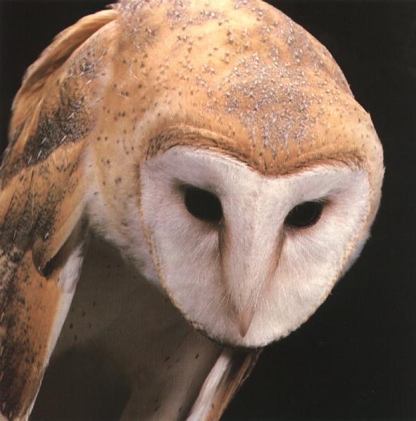 barn owl 0.jpg
