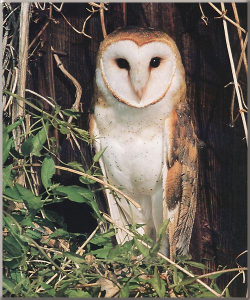Barn Owl Beyond trunk-Portrait.jpg