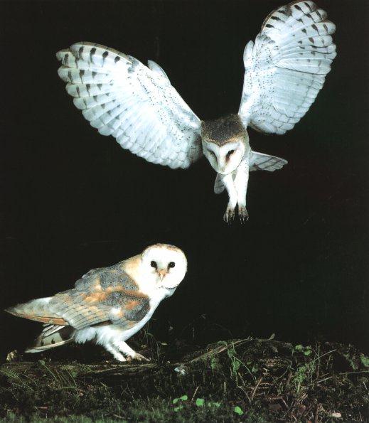 Barn Owl 1.jpg