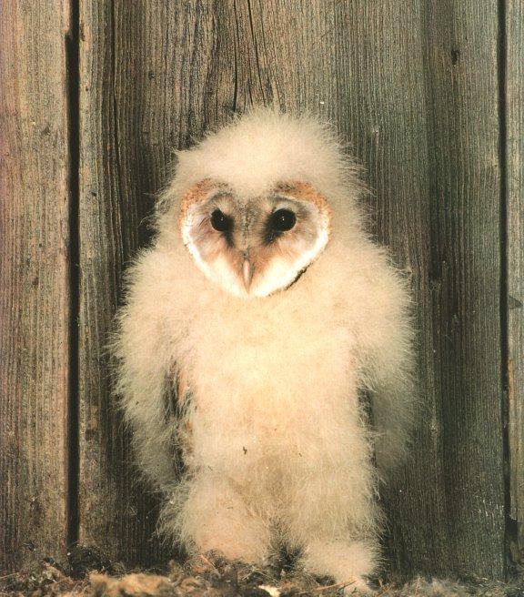 barn owl 05.jpg