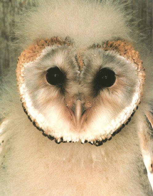 barn owl 06.jpg