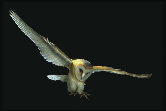 Barn Owl 1-Night Flight.jpg
