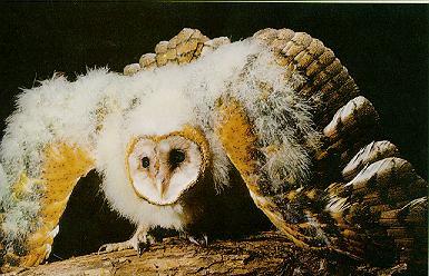Barn Owl 7.jpg