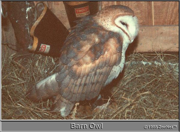 Barn Owl-In Nest.jpg