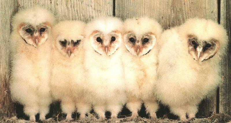 barn owls 05.jpg