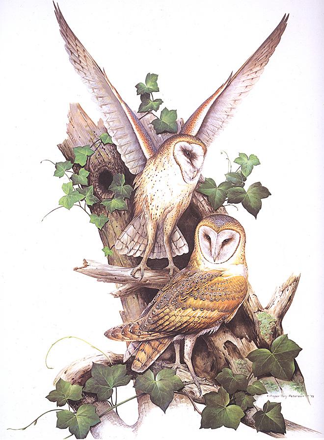 bs-Roger Tory Peterson-Barn Owls With English Ivy.jpg