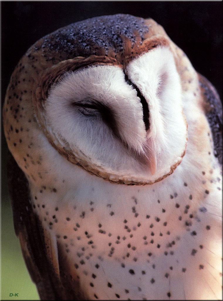 dk 058 Barn Owl.jpg