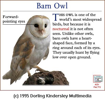 DKMMNature-Bird-Barn Owl.gif