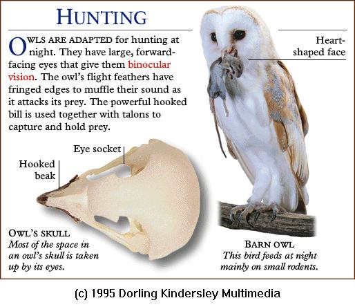 DKMMNature-Bird-Barn Owl-Hunting.gif