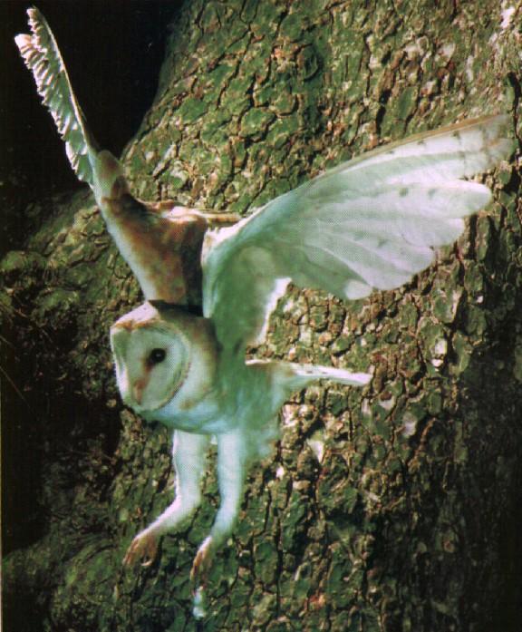 Effraie-Barn Owl-starts flight from tree.jpg