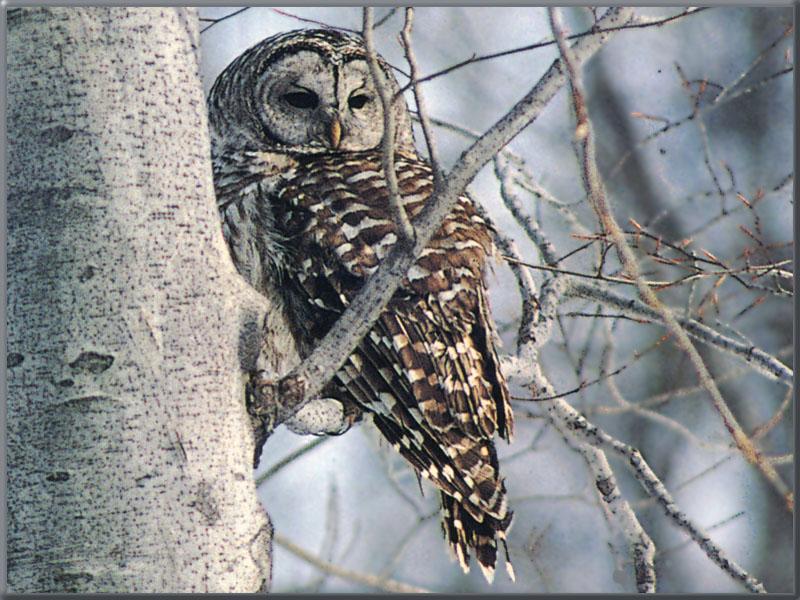 Barred Owl On Tree Looks Back.jpg