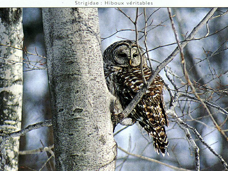 Ds-Oiseau 026-Barred Owl-perching on tree.jpg