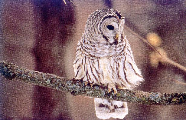 lj Jim Brandenburg Pacific Northwest Barred Owl.jpg
