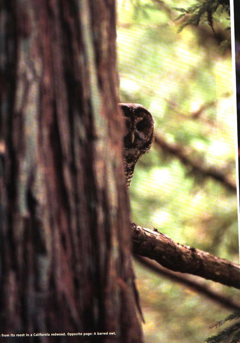 owl1-Barred Owl-hidden behind trunk-by Joel Williams.jpg