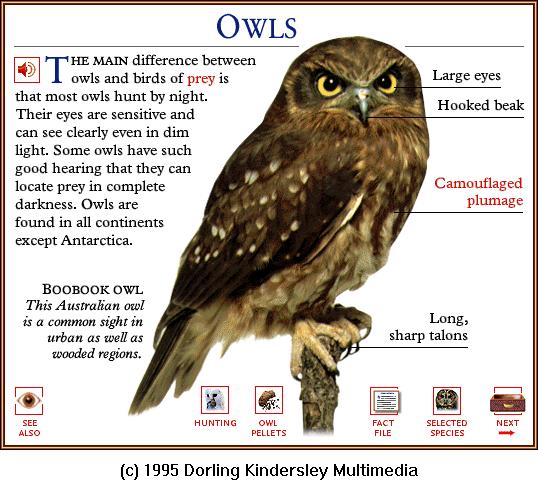 DKMMNature-Bird-Boobook Owl.gif