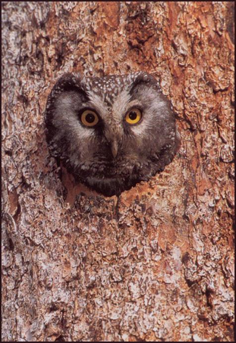 Allofs Theo Boreal Owl In Nest Hole fss.jpg