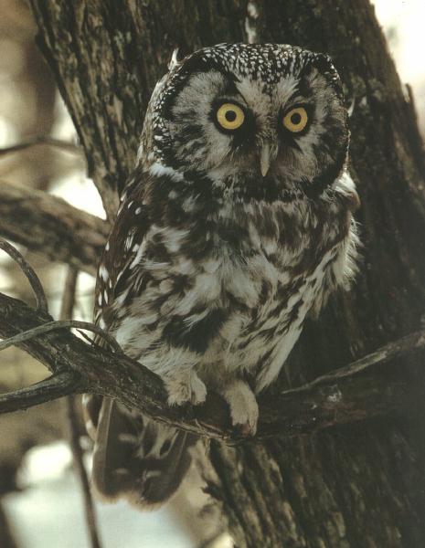 Boreal Owl 00.jpg