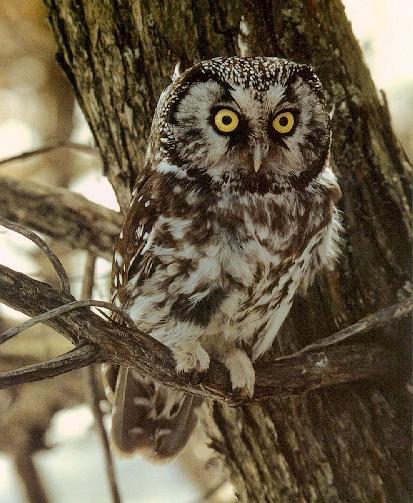 Boreal Owl 02-perching on branch.jpg