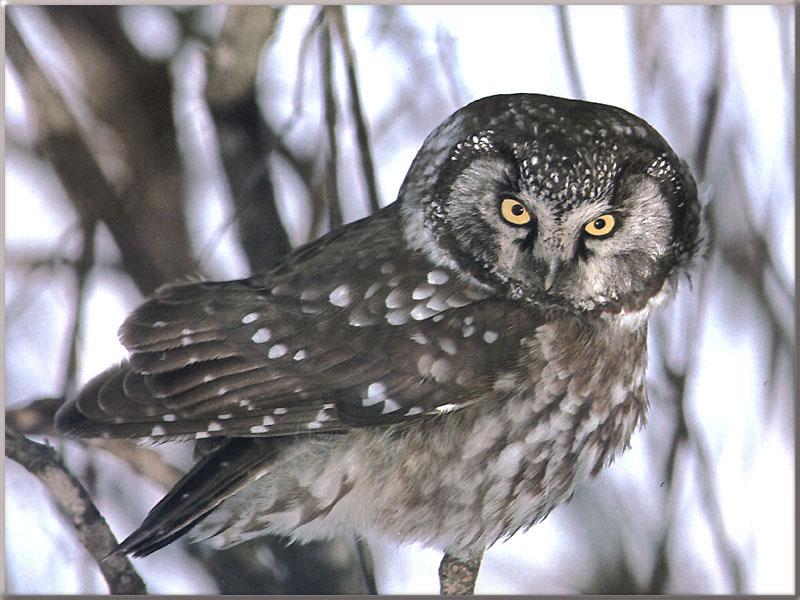 Borel Owl-Boreal Owl-On Tree-Angry Face.jpg