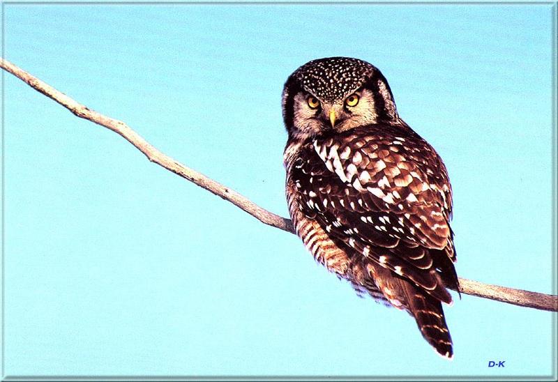 dk 070 Boreal Owl.jpg