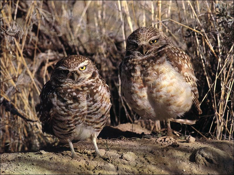 Burrowing Owl 02-2 Adults In Bush.jpg