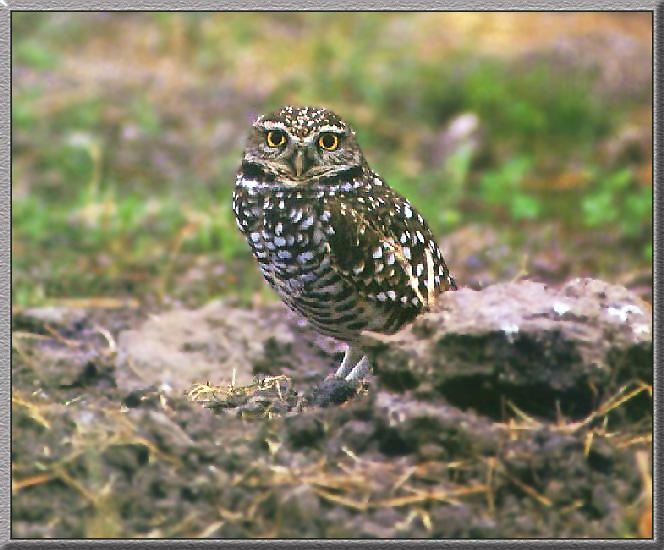 Burrowing Owl 03.jpg