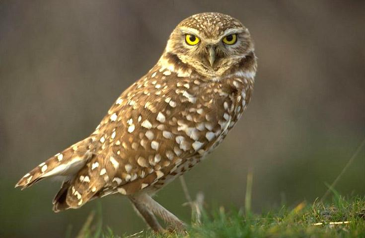 burrowing-owl 1.jpg
