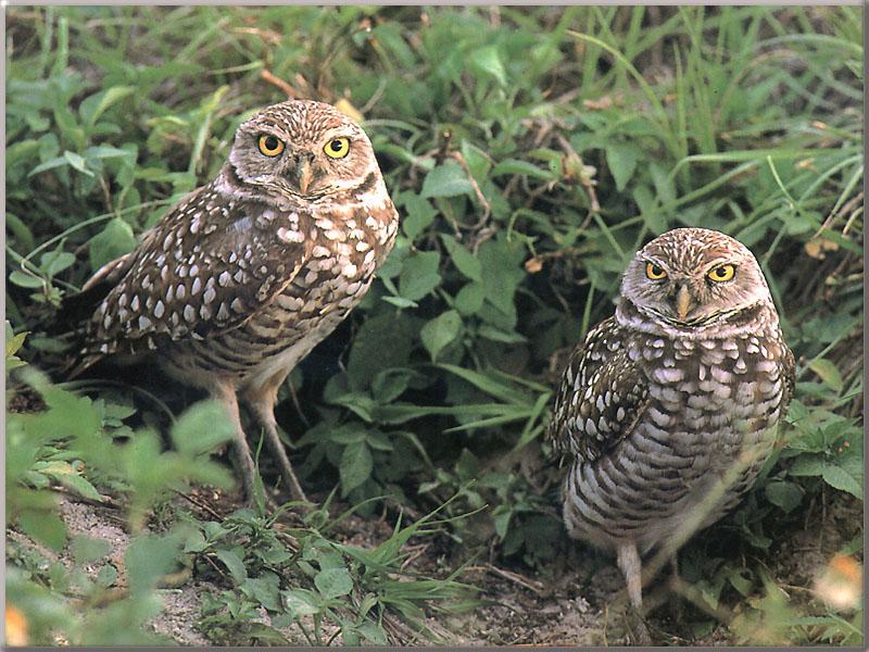 Burrowing Owls Pair On The Ground.jpg