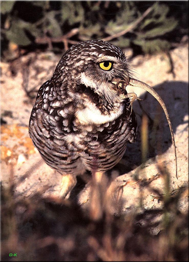dk 059 Burrowing Owl (Enjoying Dinner).jpg