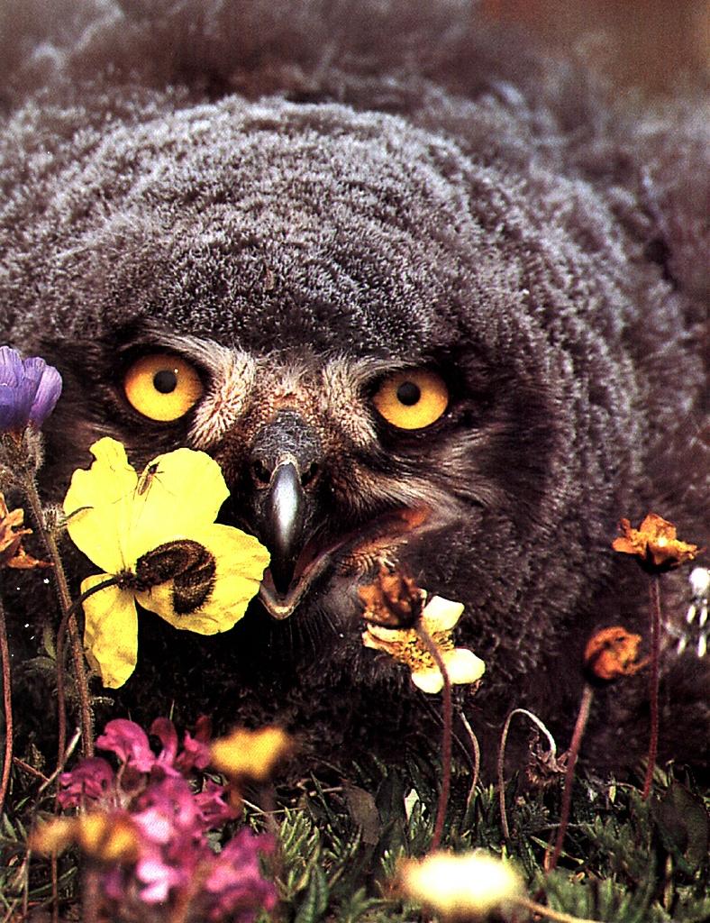 Ouriel - Jeune Harfangs Des Neige - 01-Burrowing Owl.jpg