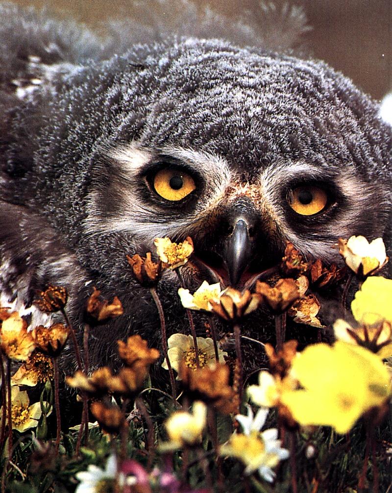 Ouriel - Jeune Harfangs Des Neige - 02-Burrowing Owl.jpg