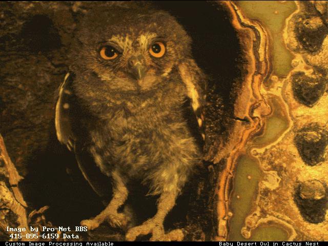 bird001-Baby Desert Owl In Cactus Nest.jpg