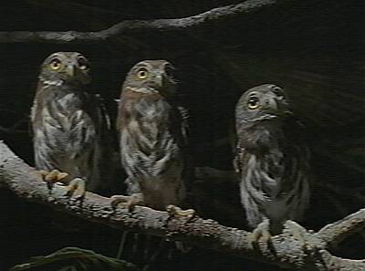 owls-lineup on branch.jpg