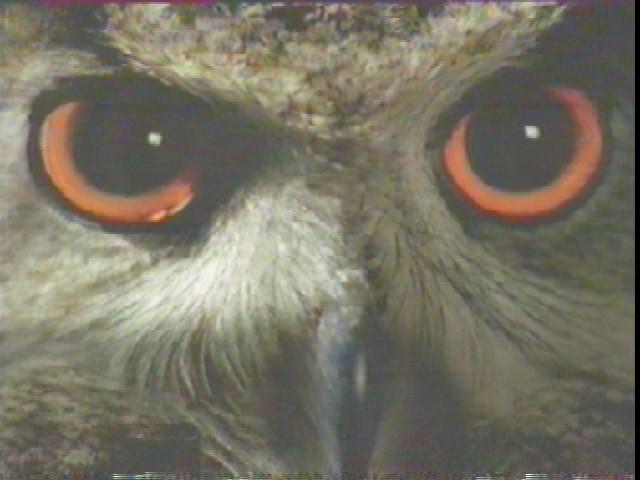 Eagle Owl\'s Eyes.jpg