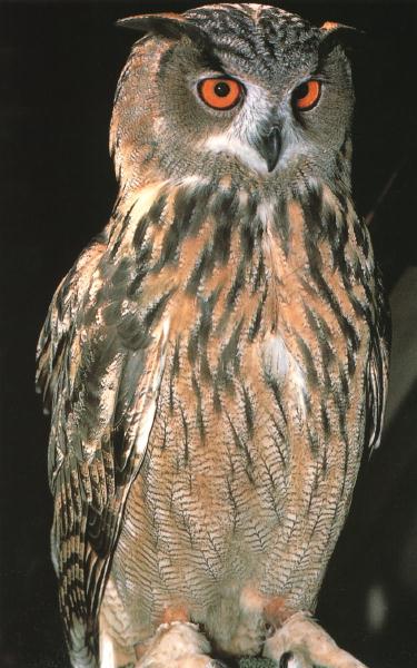 Eagle Owl 00.jpg
