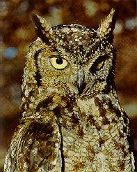 Eagle Owl 1.jpg