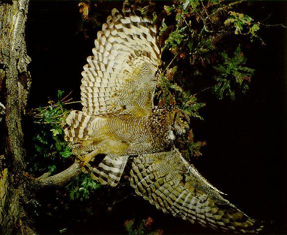 Eagle Owl 2.jpg