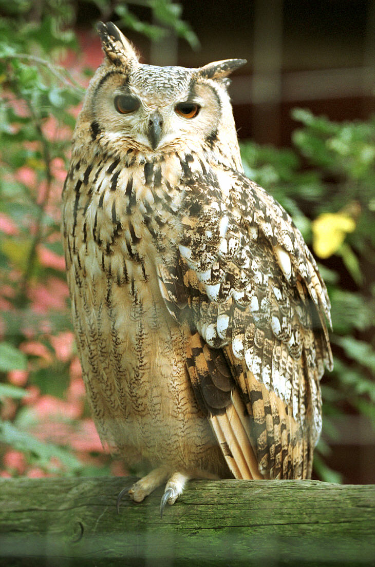P Bengal Eagle Owl.jpg