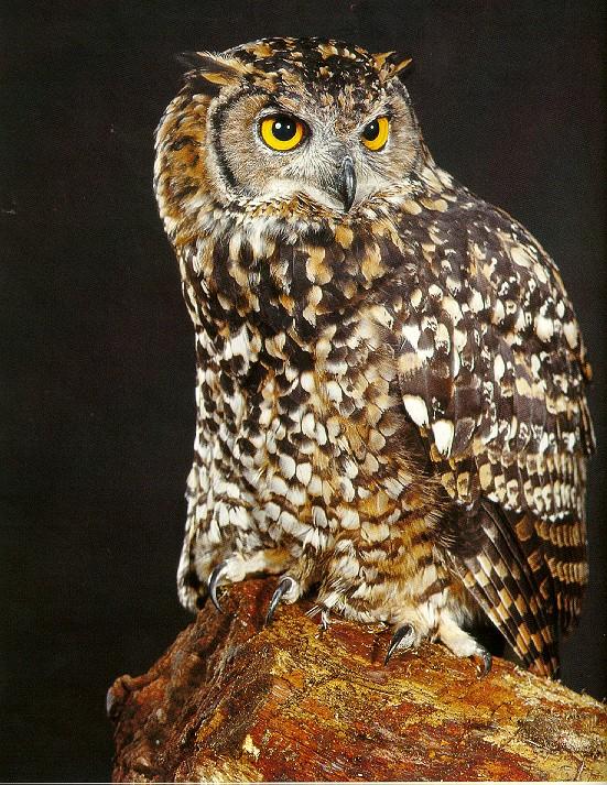 Pardosa birds Cape eagle owl 013-portrait.jpg