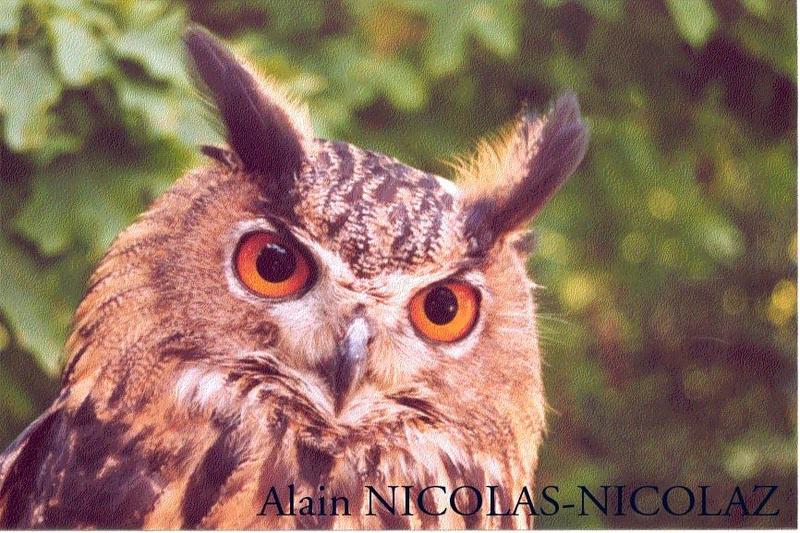 Bubo Bubo-Eurasian Eagle Owl.jpg