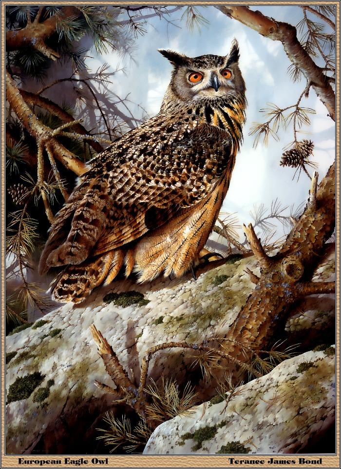 p-bwa-12-Eurasian Eagle Owl-Painting by Teranee James Bond.jpg