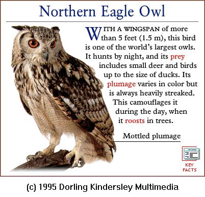 DKMMNature-Bird-Northern Eagle Owl.gif