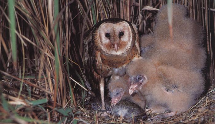 Eastern Grass Owl-from Australia-mom and chicks.jpg