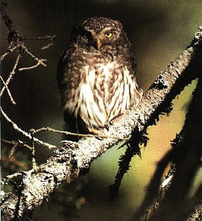 Sparvuggla-European Pygmy Owl-from Sweden.jpg