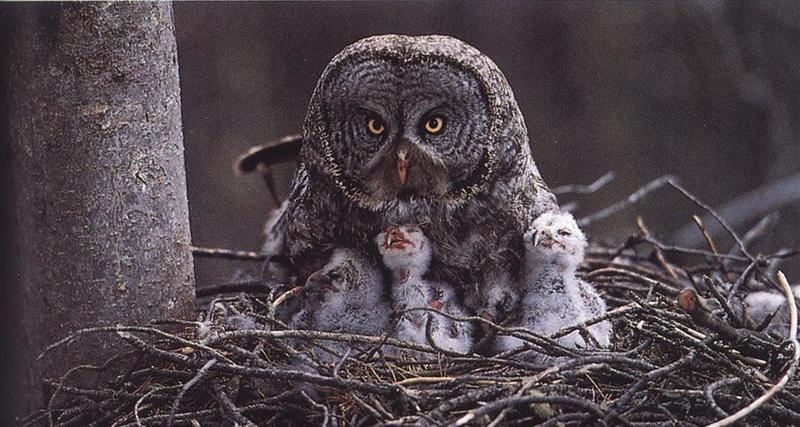bs-nat-Great Gray Owl & Chicks-aht-ngs.jpg